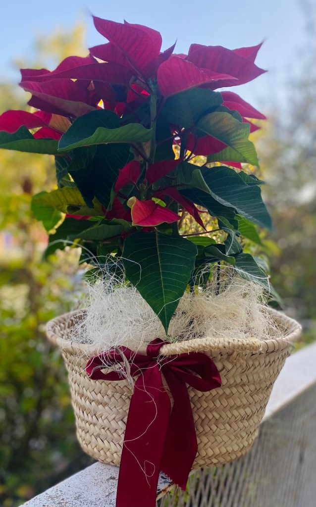 Como cuidar flores de pascua, floristeria en rivas