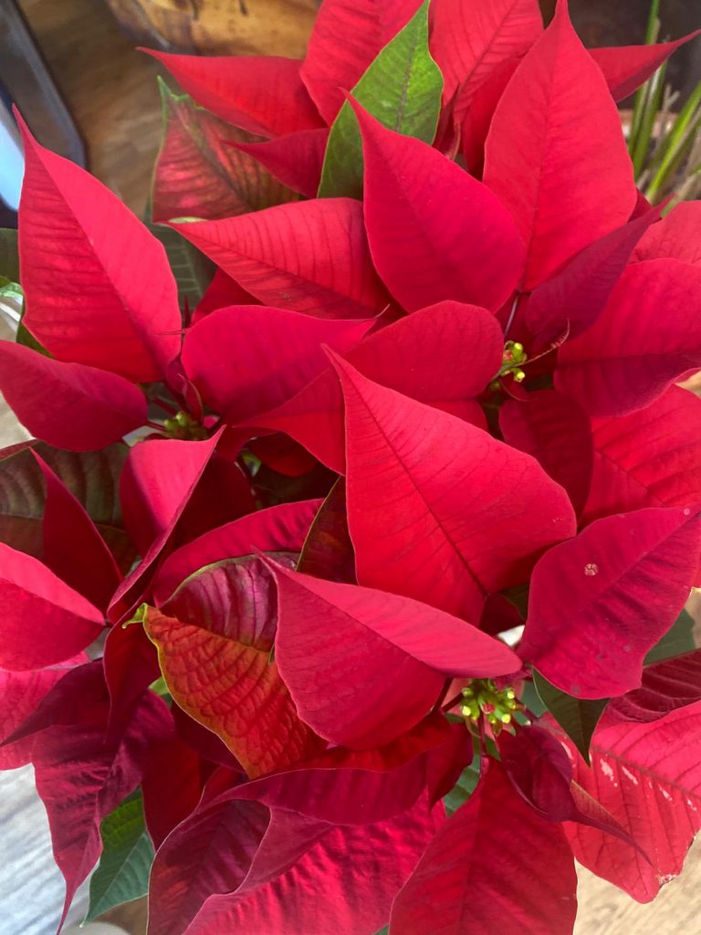 como cuidar flores de parcua, porque se mueren mis flores de pascual, floristerias en rivas,