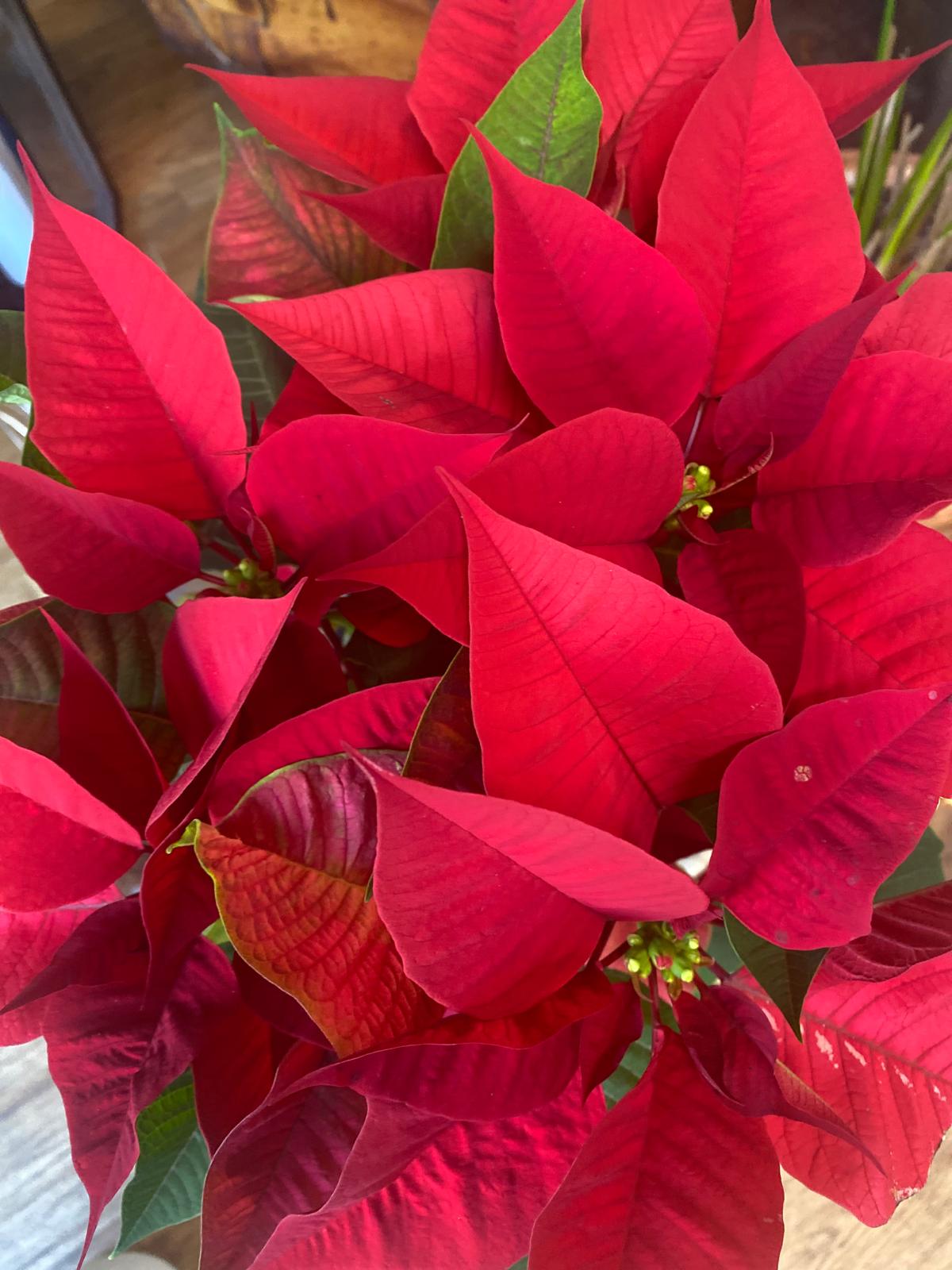como cuidar flores de parcua, porque se mueren mis flores de pascual, floristerias en rivas,